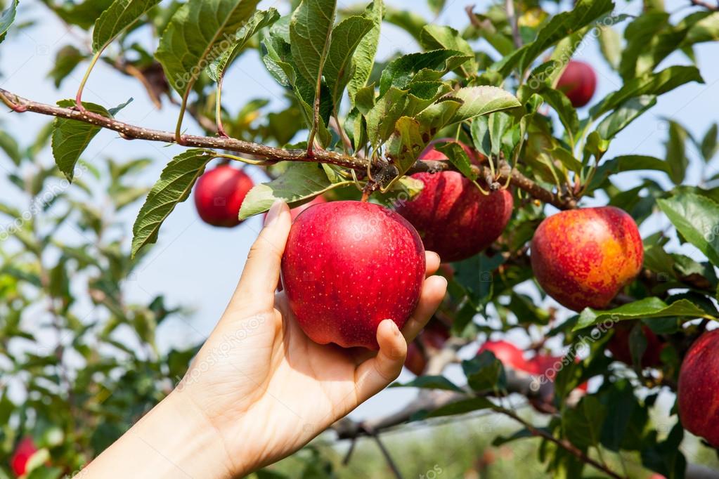 depositphotos_53556551-stock-photo-picking-an-apple